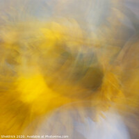 Buy canvas prints of Abstract Sunflowers In Motion by Heather Sheldrick