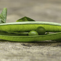 Buy canvas prints of We're Two Peas In A Pod! by Heather Sheldrick