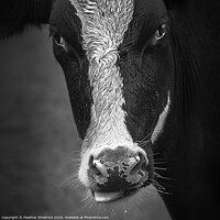 Buy canvas prints of Cheeky Cow by Heather Sheldrick