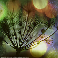Buy canvas prints of Meadowsweet Skeletons with Colourful Bokeh by Heather Sheldrick