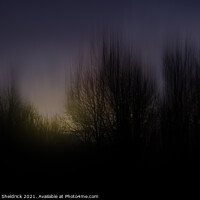 Buy canvas prints of ICM Sunset with Tree Silhouettes by Heather Sheldrick