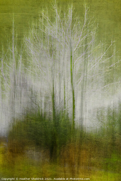 Abstract Winter Trees Picture Board by Heather Sheldrick