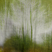Buy canvas prints of Abstract Winter Trees by Heather Sheldrick