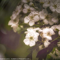 Buy canvas prints of White blossom in the rain by Heather Sheldrick