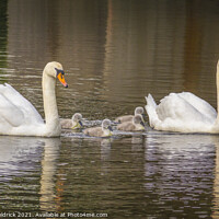 Buy canvas prints of Swan Family by Heather Sheldrick