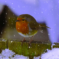 Buy canvas prints of Robin Redbreast and Snowflakes by Heather Sheldrick