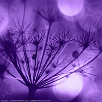 Buy canvas prints of Purple Meadowsweet by Heather Sheldrick