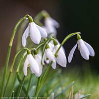 Buy canvas prints of Snowdrops by Heather Sheldrick