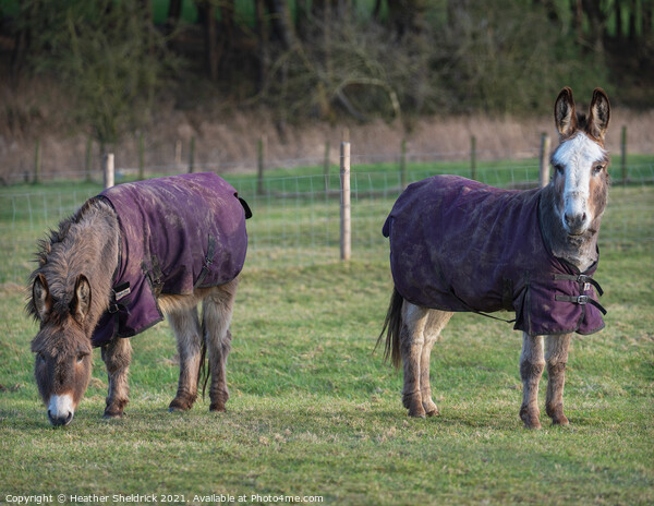 Portrait of Donkeys Picture Board by Heather Sheldrick