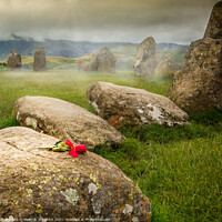 Buy canvas prints of Misty Rose on Ancient Stones by Heather Sheldrick