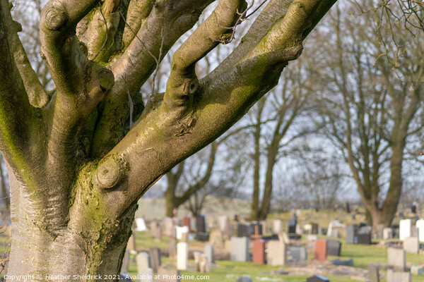 Cemetery with tree Picture Board by Heather Sheldrick