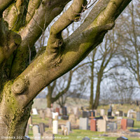 Buy canvas prints of Cemetery with tree by Heather Sheldrick