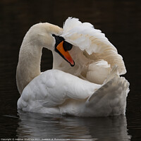 Buy canvas prints of Swan with wing over head by Heather Sheldrick