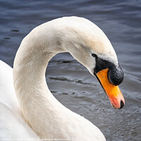 Buy canvas prints of Mute white swan neck by Heather Sheldrick