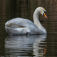 Buy canvas prints of Mute swan and reflection by Heather Sheldrick