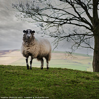 Buy canvas prints of Lone Blackface sheep on hillside by Heather Sheldrick