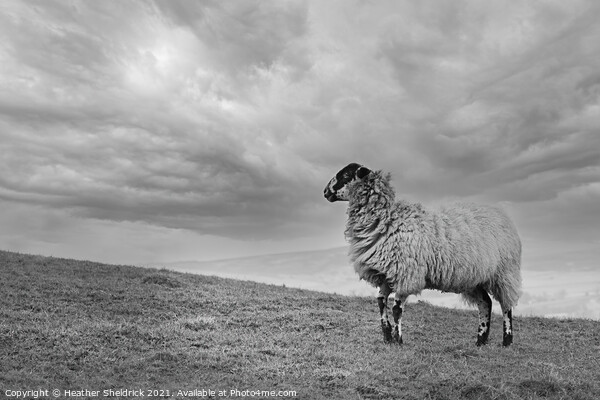 Blackface Sheep on hillside Picture Board by Heather Sheldrick