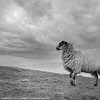 Buy canvas prints of Blackface Sheep on hillside by Heather Sheldrick
