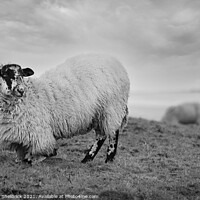 Buy canvas prints of Blackface sheep kneeling on hillside by Heather Sheldrick