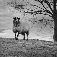 Buy canvas prints of Lone Blackface sheep on hillside monochrome by Heather Sheldrick