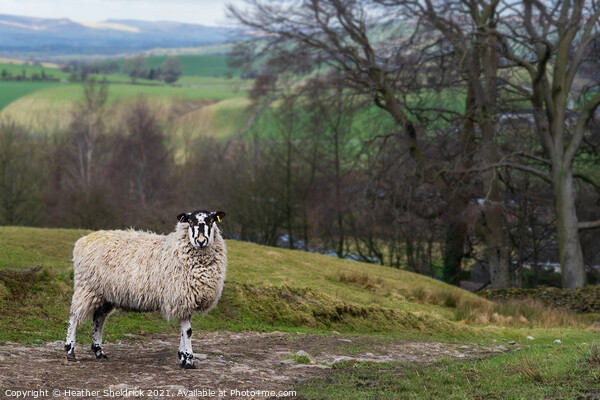 Blackface sheep on stony path Picture Board by Heather Sheldrick