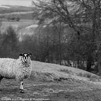 Buy canvas prints of Blackface sheep on stony path by Heather Sheldrick