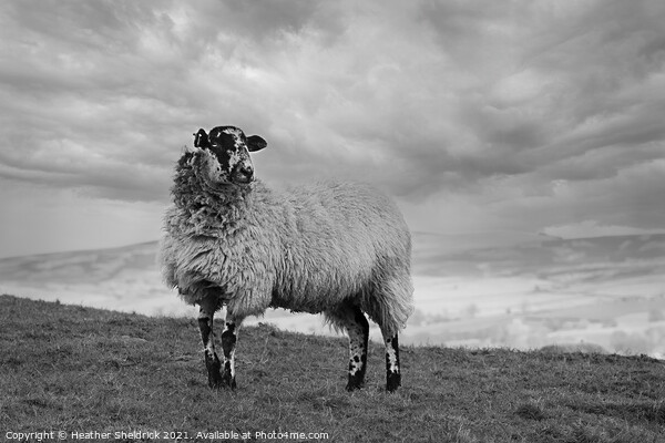 Lone Blackface sheep standing on hillside mono Picture Board by Heather Sheldrick