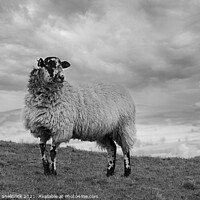 Buy canvas prints of Lone Blackface sheep standing on hillside mono by Heather Sheldrick