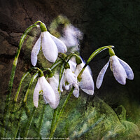 Buy canvas prints of Snowdrops with grunge textured background by Heather Sheldrick