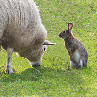 Buy canvas prints of Sheep and rabbit pals by Heather Sheldrick