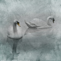 Buy canvas prints of Beautiful Swans by Heather Sheldrick