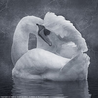 Buy canvas prints of The Shy Swan by Heather Sheldrick