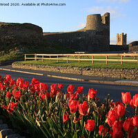 Buy canvas prints of Tulips at Aberystwyth by Peter Ekin-Wood