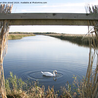 Buy canvas prints of Swan in wetlands by Peter Ekin-Wood
