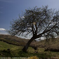 Buy canvas prints of Hills and tree  by Graham Mathieson