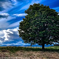 Buy canvas prints of Plant tree by Graham Mathieson