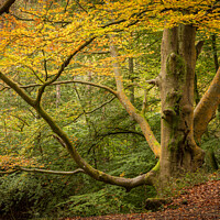 Buy canvas prints of Autumn at Dimmingdale, North Staffordshire by Lesley Moran