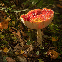 Buy canvas prints of Fly agaric funghi  by Lesley Moran