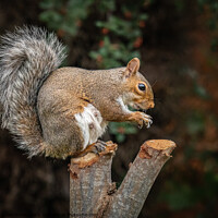 Buy canvas prints of A squirrel standing on a branch by Lesley Moran