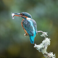 Buy canvas prints of Kingfisher Catch by Lesley Moran