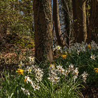 Buy canvas prints of Woodland Daffodil Bloom by Ken Hunter