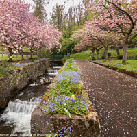 Buy canvas prints of Cherry Blossom Riverside, Mill Glen, Tillicoutry by Ken Hunter