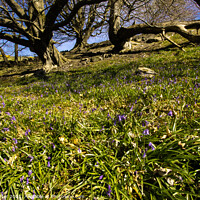 Buy canvas prints of Old Trees and Bluebells by Ken Hunter