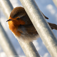 Buy canvas prints of Robin on the Fence by Ken Hunter