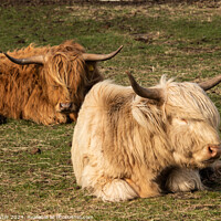 Buy canvas prints of Sleeping Highland Cows by Ken Hunter