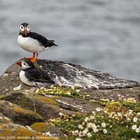 Buy canvas prints of Puffin Mates by Ken Hunter