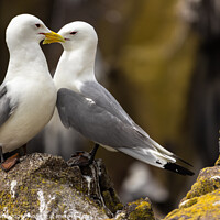 Buy canvas prints of Mating Kittiwakes (Rissa tridactyla) on Rocky Promotory by Ken Hunter
