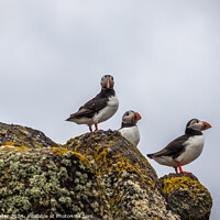 Buy canvas prints of Puffins on Sentry by Ken Hunter