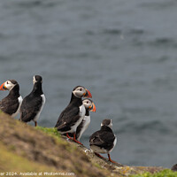 Buy canvas prints of Puffin Buddies by Ken Hunter