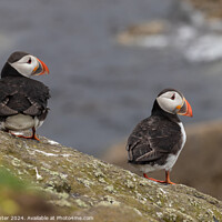 Buy canvas prints of Puffin Mates by Ken Hunter